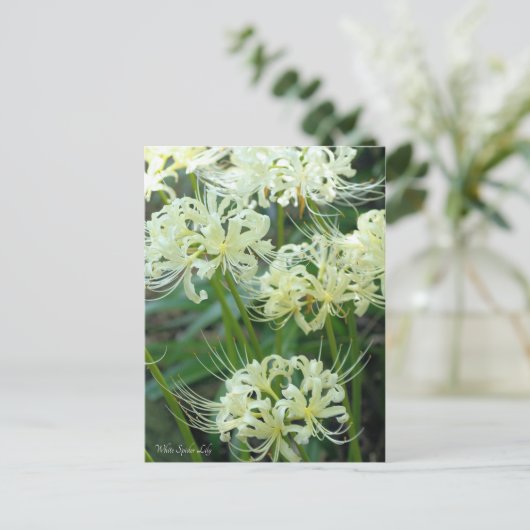 ［ Postcard ］ Postkarte (Stehend Vorderseite)