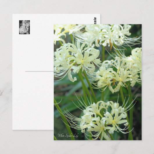 ［ Postcard ］ Postkarte (Vorne/Hinten)