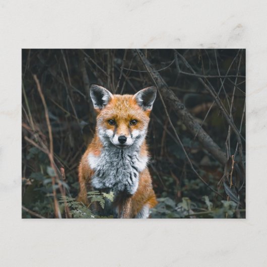 Postcard Postkarte (Vorderseite)