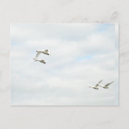 Postcard Postkarte (Vorderseite)