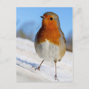 Postcard robin stood on snow Christmas Feiertagspostkarte