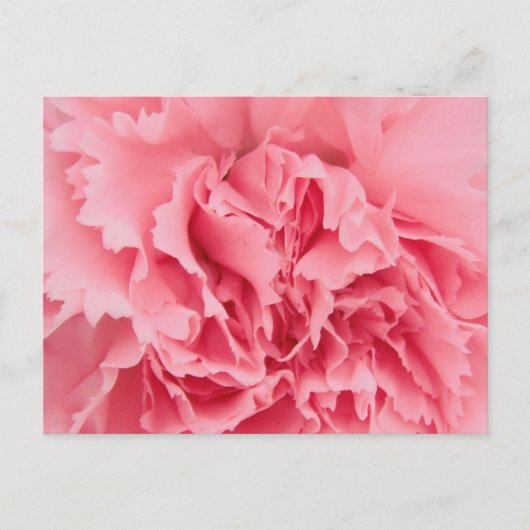 Postcard rosa Kartusche Nah Postkarte (Vorderseite)