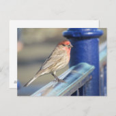 Postcard - Roter Sparrow auf blauem Zaun Postkarte (Vorne/Hinten)