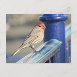Postcard - Roter Sparrow auf blauem Zaun Postkarte