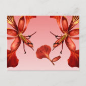 Postcard Royal Poinciana Postkarte (Vorderseite)