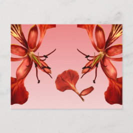 Postcard Royal Poinciana Postkarte