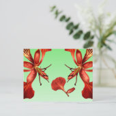 Postcard Royal Poinciana Postkarte (Stehend Vorderseite)