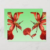 Postcard Royal Poinciana Postkarte (Vorne/Hinten)
