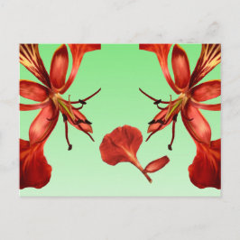 Postcard Royal Poinciana Postkarte