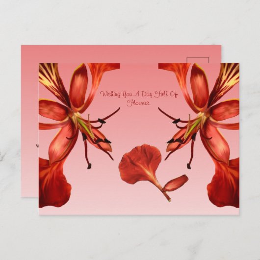 Postcard Royal Poinciana Postkarte (Vorne/Hinten)