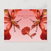 Postcard Royal Poinciana Postkarte (Vorderseite)