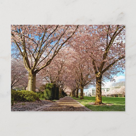 Postcard Salem Cherry Blossoms & Squirrel Oregon Postkarte (Vorderseite)