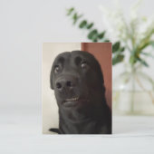 Postcard Sced Dog Meme Postkarte (Stehend Vorderseite)