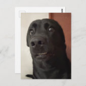 Postcard Sced Dog Meme Postkarte (Vorne/Hinten)