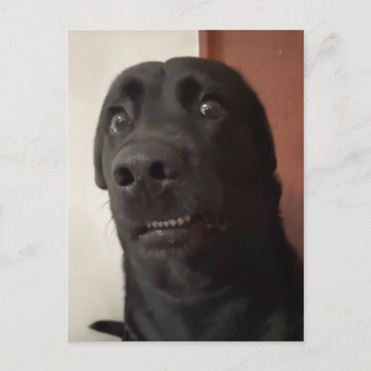 Postcard Sced Dog Meme Postkarte (Vorderseite)