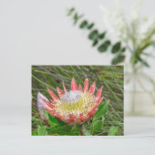 Postcard - Schöne Protea in Kapstadt Postkarte (Stehend Vorderseite)