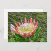 Postcard - Schöne Protea in Kapstadt Postkarte (Vorne/Hinten)