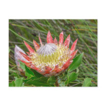 Postcard - Schöne Protea in Kapstadt