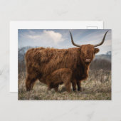Postcard Schotse Hooglander met kalf Postkarte (Vorne/Hinten)