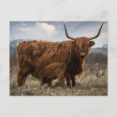 Postcard Schotse Hooglander met kalf Postkarte (Vorderseite)