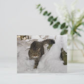 Postcard - Schottische Wildkatze Postkarte (Stehend Vorderseite)