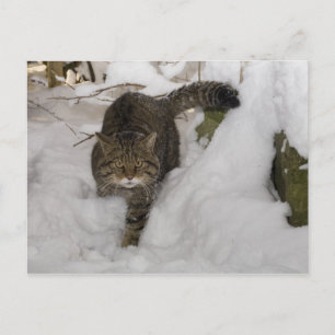 Postcard - Schottische Wildkatze Postkarte