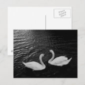 Postcard-Schwan-Paar Postkarte (Vorne/Hinten)
