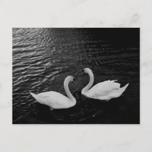Postcard-Schwan-Paar Postkarte