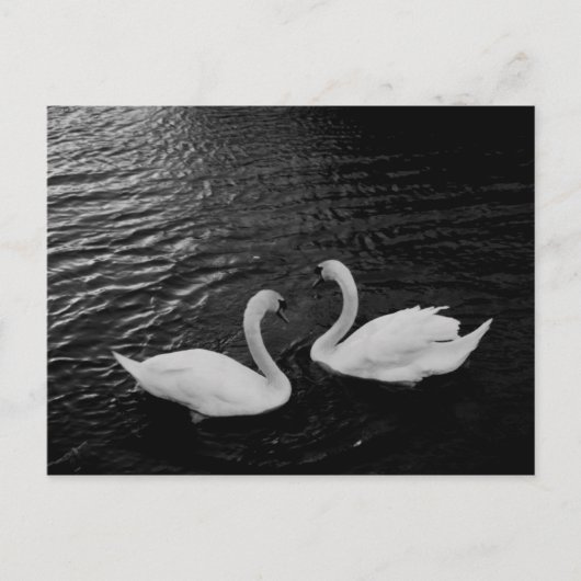 Postcard-Schwan-Paar Postkarte (Vorderseite)