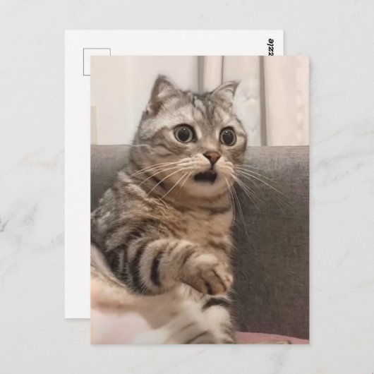 Postcard Shoted Cat Meme Postkarte (Vorne/Hinten)