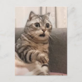 Postcard Shoted Cat Meme Postkarte (Vorderseite)