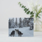 Postcard Siberian Husky Safari Postkarte (Stehend Vorderseite)