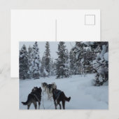 Postcard Siberian Husky Safari Postkarte (Vorne/Hinten)