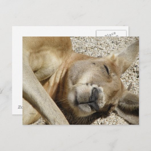 Postcard Sleeping Kangaroo QLD Australien Postkarte (Vorne/Hinten)