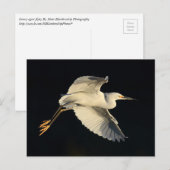 Postcard - Snowy egret flyby Postkarte (Vorne/Hinten)