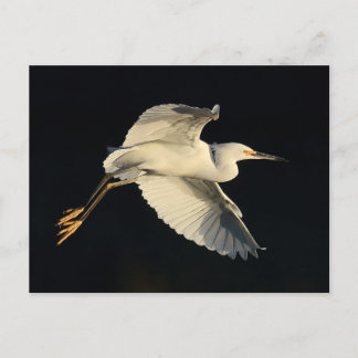 Postcard - Snowy egret flyby Postkarte