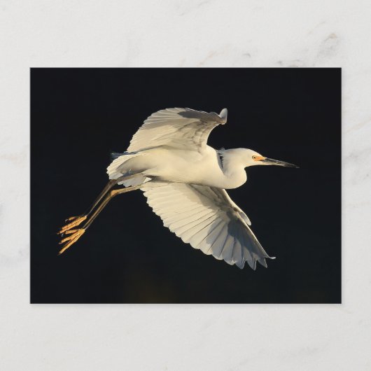 Postcard - Snowy egret flyby Postkarte (Vorderseite)