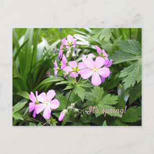 Postcard Spring Wild Geraniums Garden Postkarte