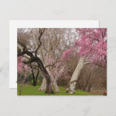 POSTCARD - Springtime in Chico, CA Postkarte (Vorne/Hinten)