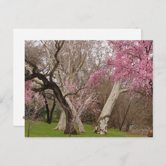 POSTCARD - Springtime in Chico, CA Postkarte (Vorne/Hinten)