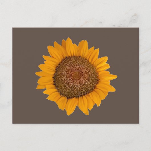 Postcard Sunflower Postkarte (Vorderseite)