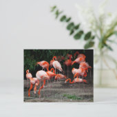 Postcard-Tiere-rosa Flamingos Postkarte (Stehend Vorderseite)