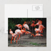 Postcard-Tiere-rosa Flamingos Postkarte (Vorne/Hinten)