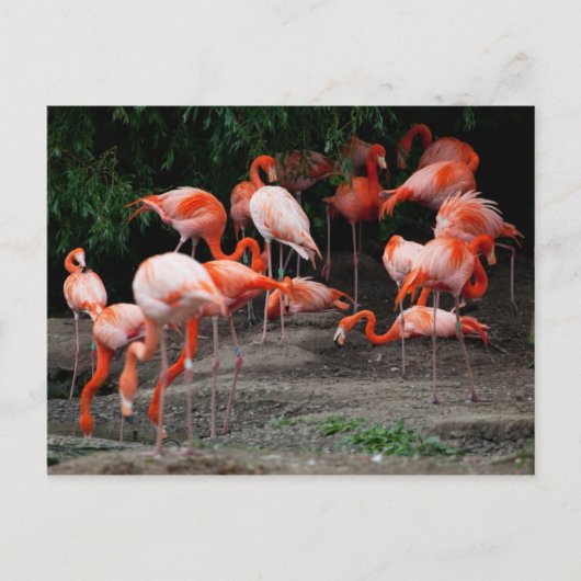 Postcard-Tiere-rosa Flamingos Postkarte (Vorderseite)