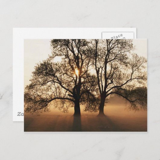 Postcard, Tree Postkarte (Vorne/Hinten)