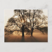 Postcard, Tree Postkarte (Vorderseite)