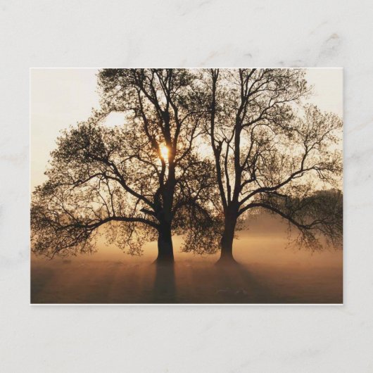 Postcard, Tree Postkarte (Vorderseite)