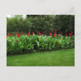 POSTCARD ~ TREIBHAUSPFLANZE GARTEN OFFENES GESCHÄF POSTKARTE