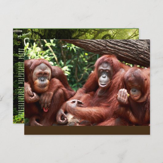 PostCard über Orangutans für Cindy Noodleberry Postkarte (Vorne/Hinten)