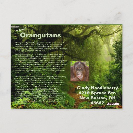 PostCard über Orangutans für Cindy Noodleberry Postkarte (Rückseite)